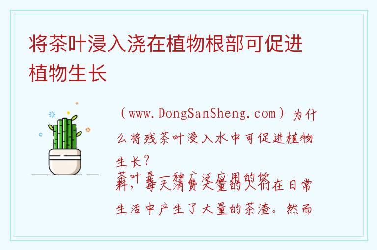 将茶叶浸入浇在植物根部可促进植物生长 喝完茶后利用泡茶渣的水来浇灌植物有助于增进植物的生长